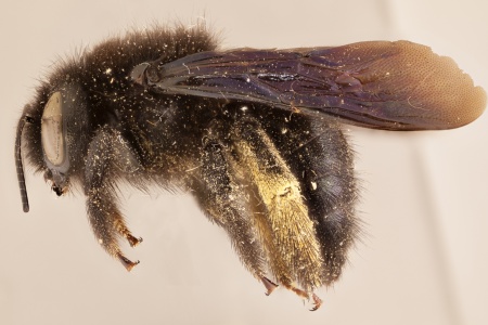 [Xylocopa viridigaster (lateral/side view) thumbnail]